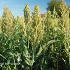 W_sorgo_800