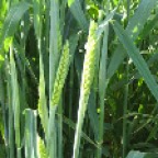 trigo_blando_espigado