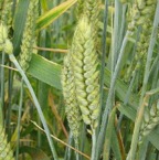 trigo_blando_espigas