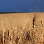 Espiga_trigo_duro_800