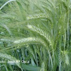 triticale