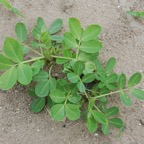 cacahuete_planta