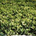 cacahuete_plantas_maduras