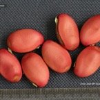 800_canavalia_semilla