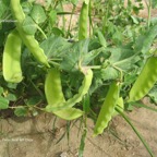 800_guisante_tirabeque copia