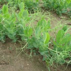 800_guisante_proteaginoso