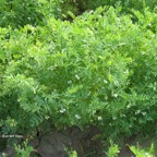 800_lentejas_plantas