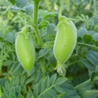800_garbanzo_fruto