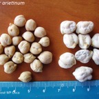 800_garbanzos_semillas