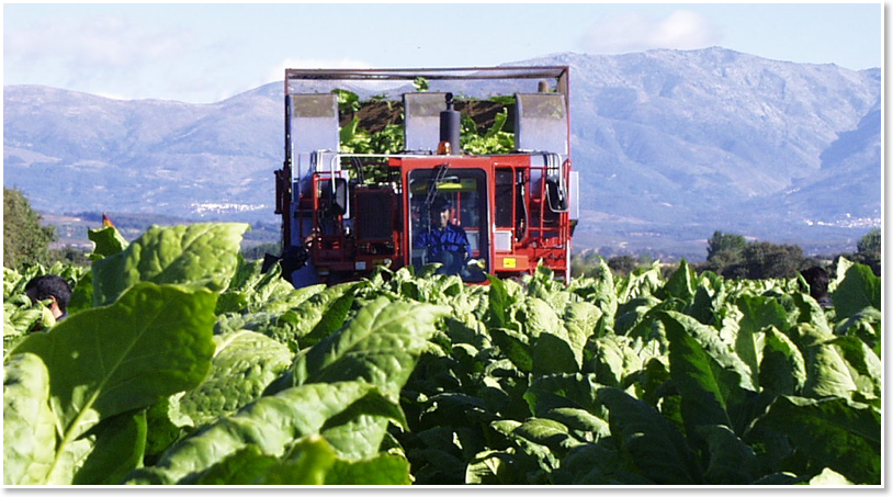 tabaco_cosechado