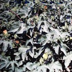 800_algodon_plantas_egipcio