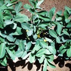 800_cacahuete_plantas