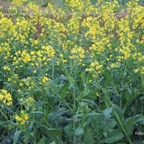 800_colza_plantasflor