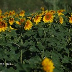 800_girasol
