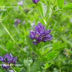 800_alfalfa_flores