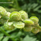 800_esparceta_frutos