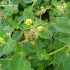 800_medicago_lupulina