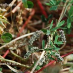 800_MELILOTO-FRUTOS-2008