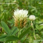 800_trebol_alejandria_flores