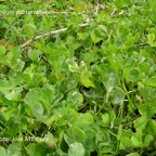 800_trebol_subterraneo