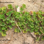 800_trifolium_subterraneum