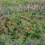 Leguminosas_forrajeras_700