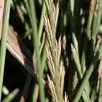 800_lolri_espiguillas