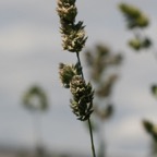 800_dactilo_inflorescencia