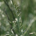 800_fesaru_espiguillas