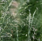 800_fesov_espiguillas