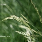 800_fesru_espiguillas