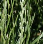 800_lolper_espiguillas