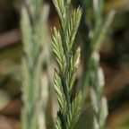 800_lolmul_espiguillas